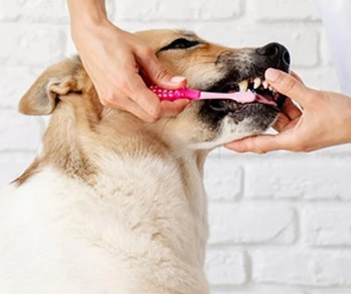 Why Pet Owners Neglect to Brush Their Dog's Teeth